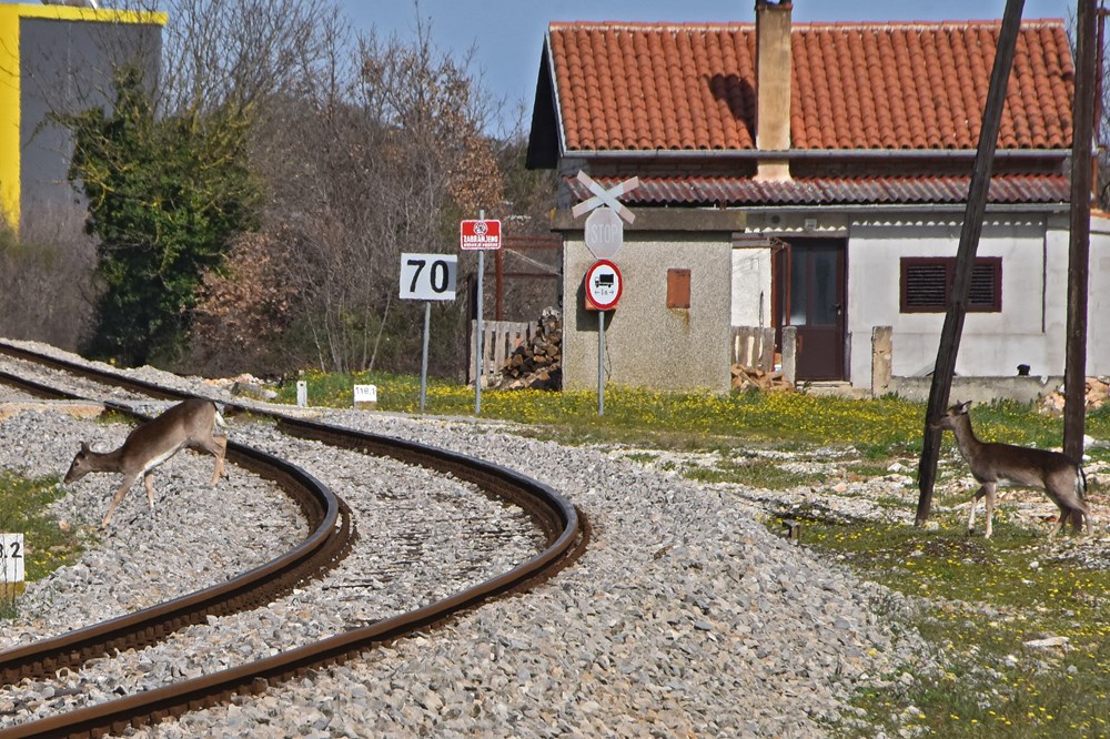 Samo minutu prije prolaska vlaka, srne prešle prugu u Šijani (snimio Duško MARUŠIĆ ČIČI)